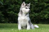 SIBERIAN HUSKY 998
